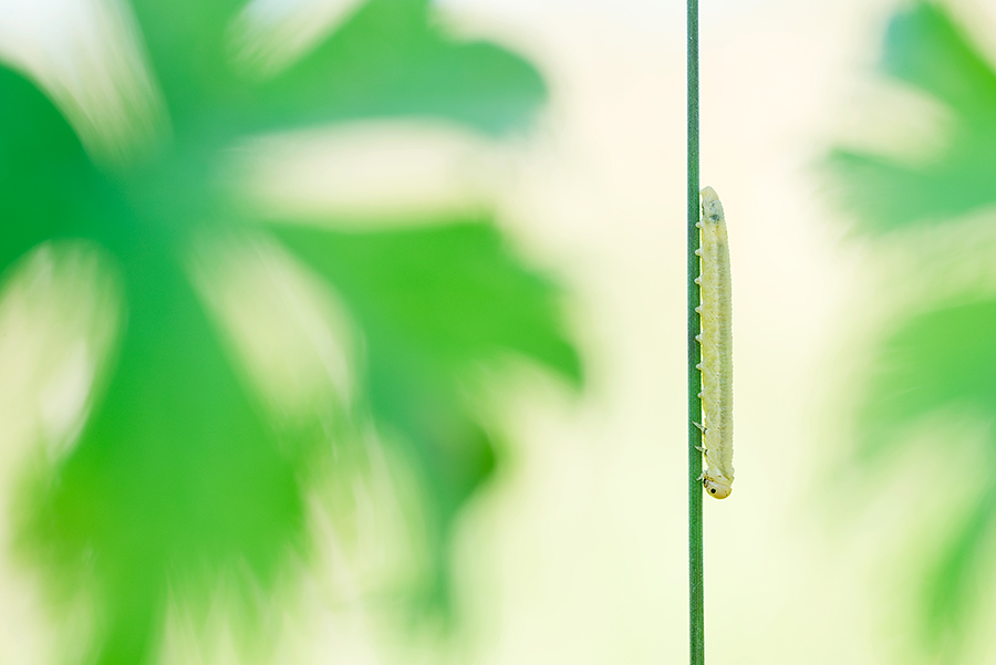 Tips voor macrofotografie