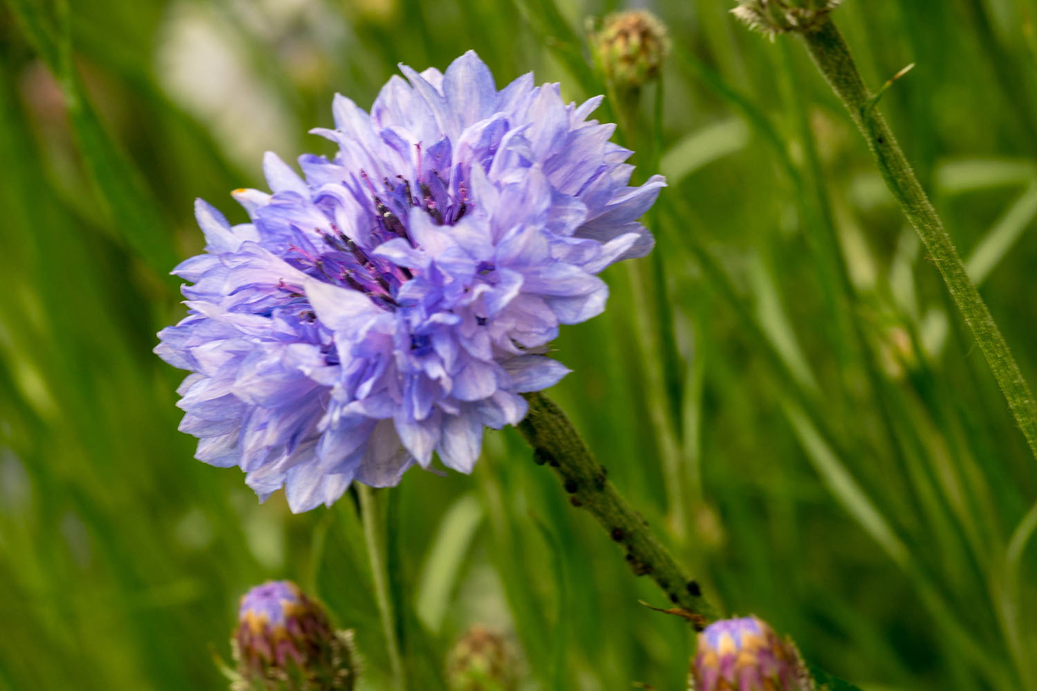 Macro met flits door Serge Duursma